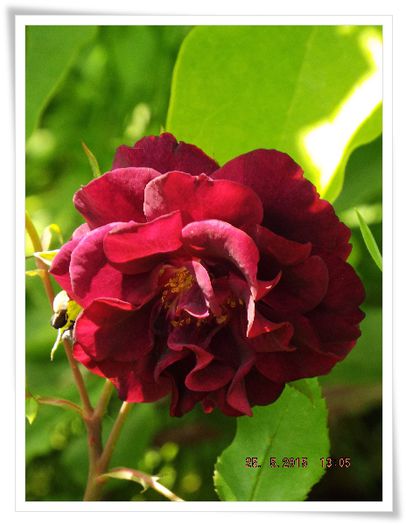 DSCF0969 - flori 2015