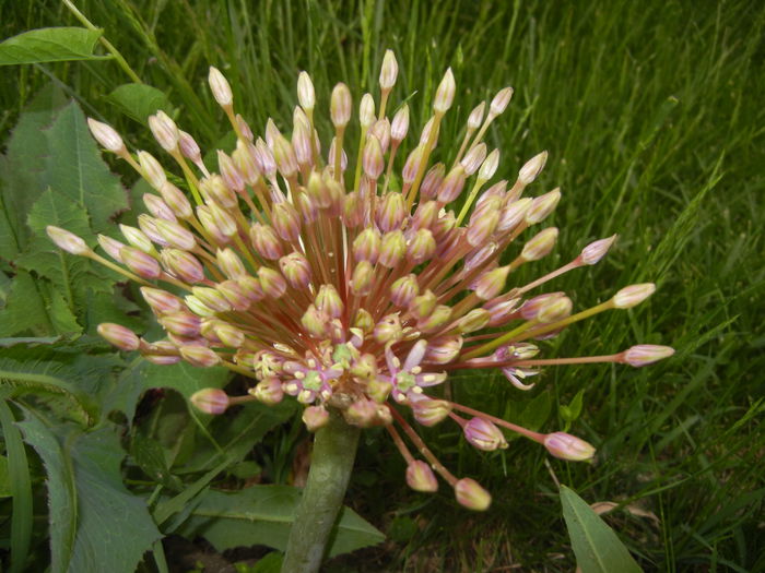 Allium schubertii (2015, May 12) - Allium schubertii