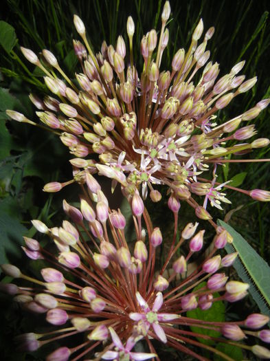 Allium schubertii (2015, May 13)
