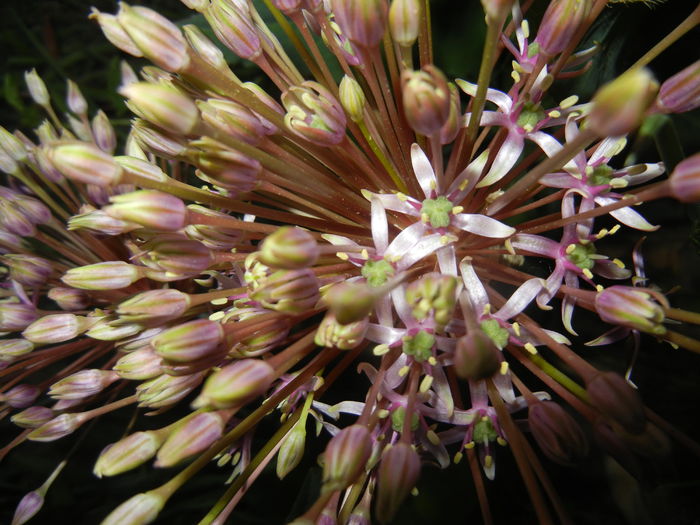 Allium schubertii (2015, May 13)