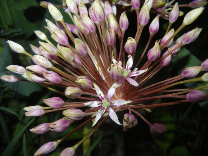 Allium schubertii (2015, May 13)