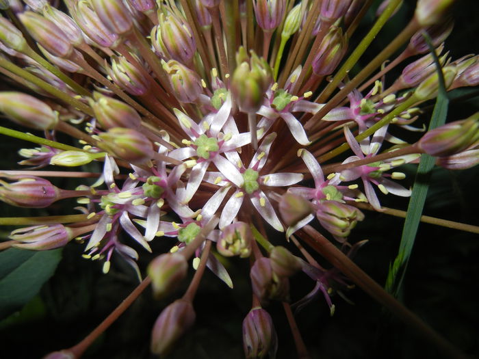 Allium schubertii (2015, May 13)