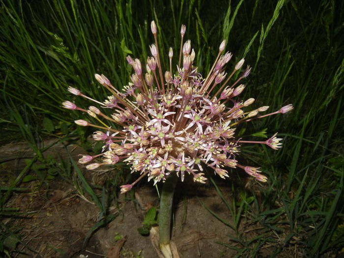 Allium schubertii (2015, May 15)