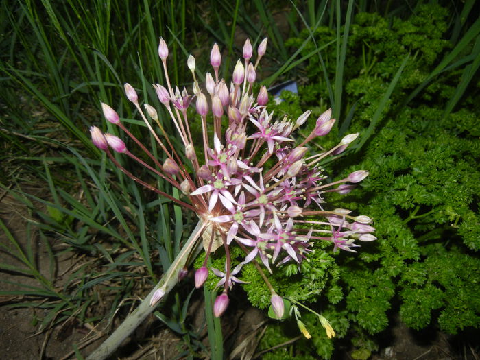Allium schubertii (2015, May 15)