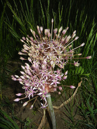 Allium schubertii (2015, May 15) - Allium schubertii