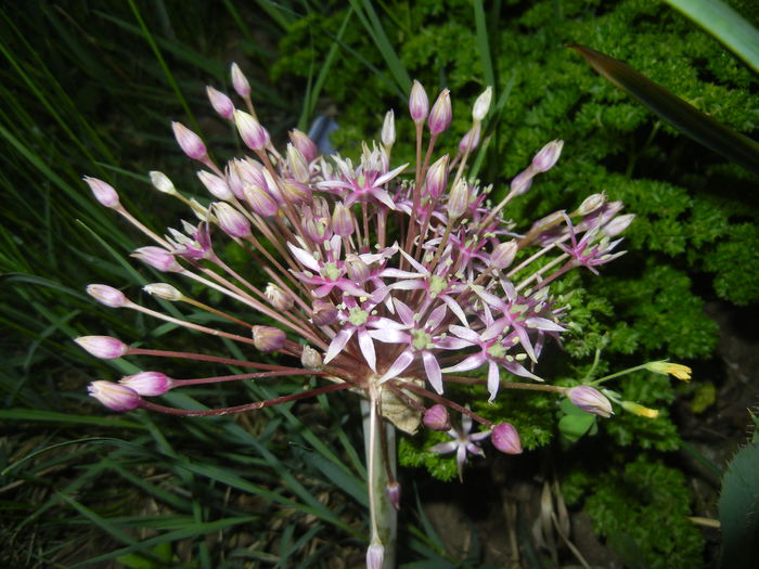 Allium schubertii (2015, May 15) - Allium schubertii