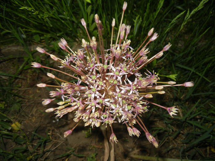 Allium schubertii (2015, May 15)