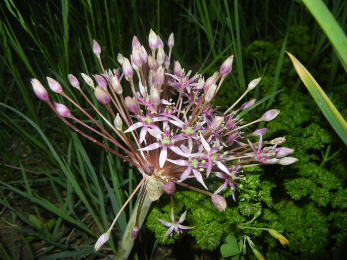 Allium schubertii (2015, May 15) - Allium schubertii