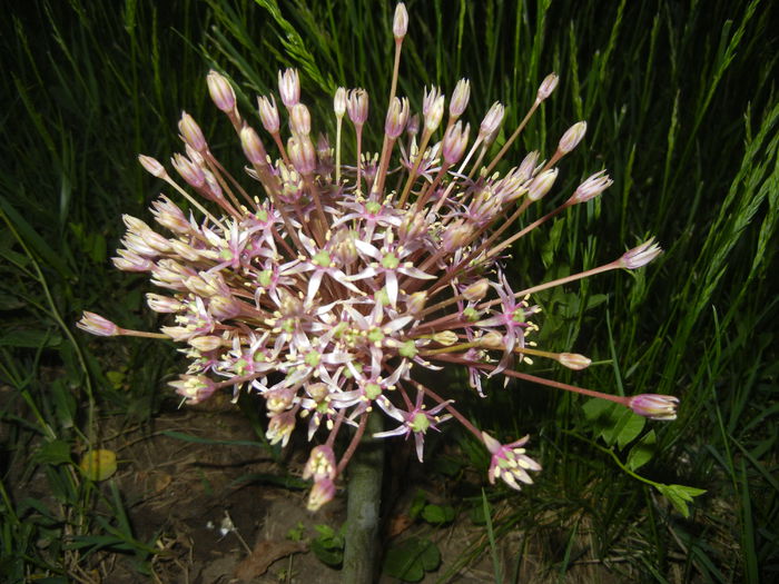 Allium schubertii (2015, May 15) - Allium schubertii