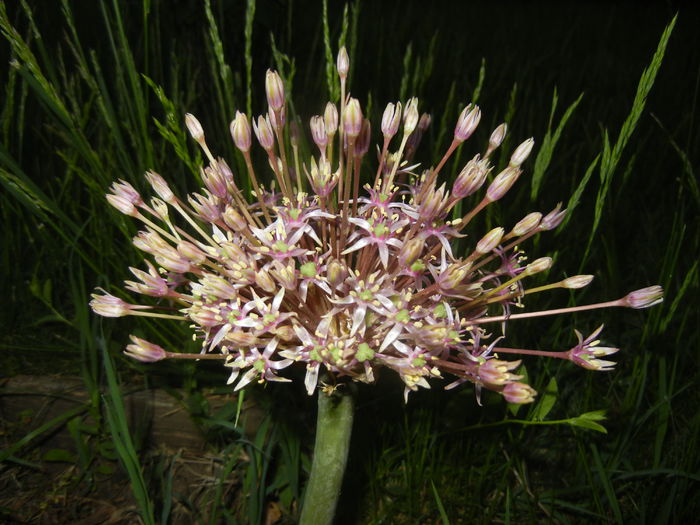 Allium schubertii (2015, May 15) - Allium schubertii