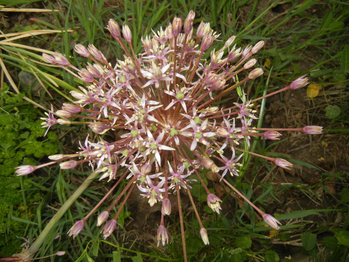 Allium schubertii (2015, May 16)