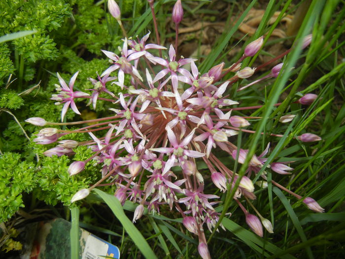 Allium schubertii (2015, May 16)