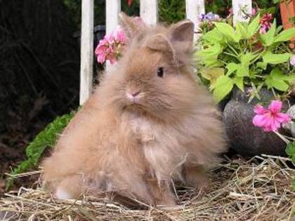 lionhead