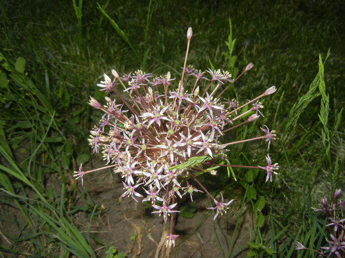 Allium schubertii (2015, May 17)