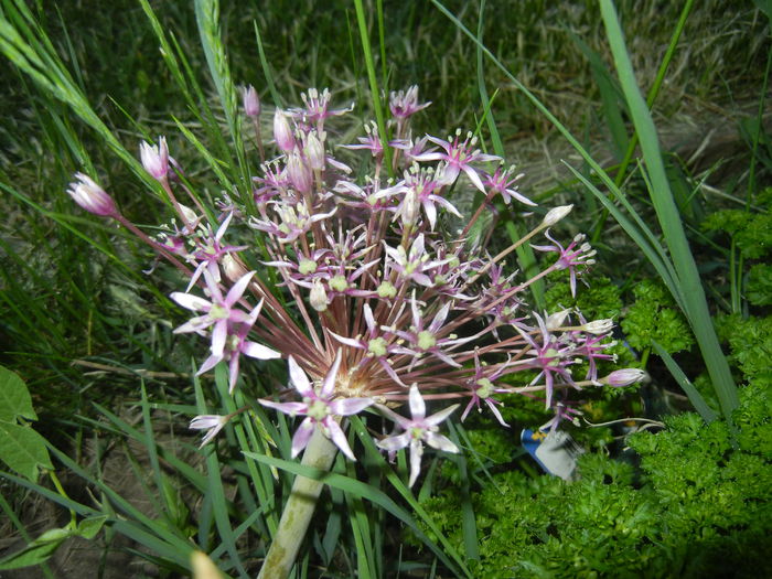 Allium schubertii (2015, May 17) - Allium schubertii