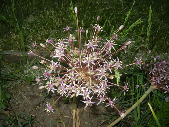 Allium schubertii (2015, May 17)