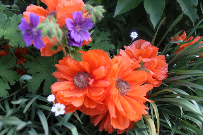 papaver orientale - Primavara 2015