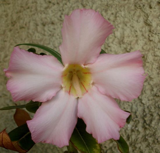 August 2014 - Adenium