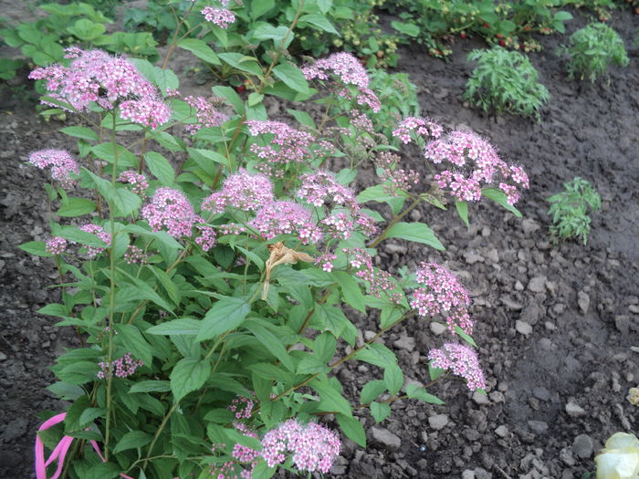 spirea Galati