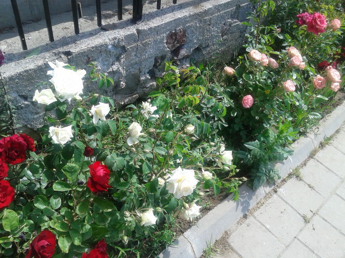 20150526_103524 - Trandafrii mei de pe trotuar