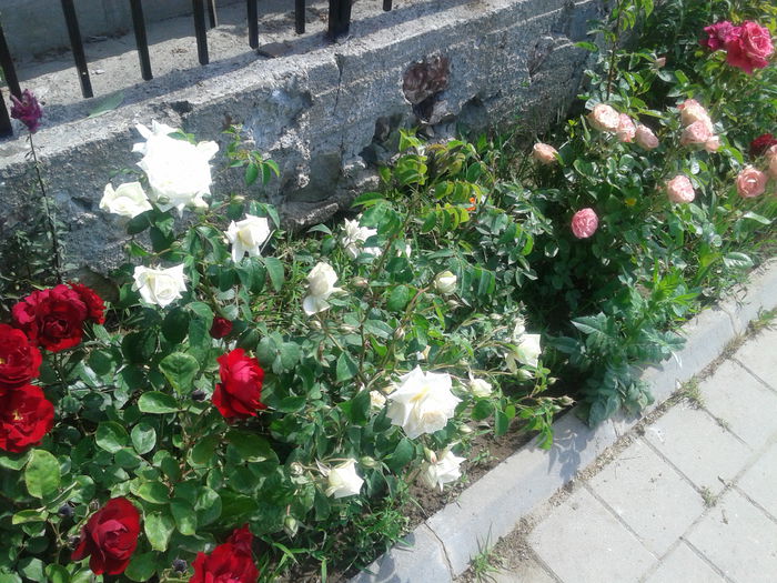 20150526_103528 - Trandafrii mei de pe trotuar