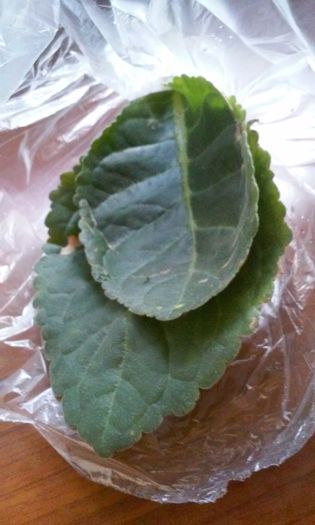 rosii batute Eniko - provizoriu