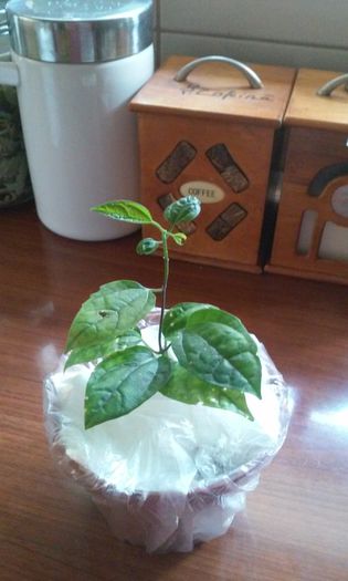 pui thomsoniae Eniko - provizoriu