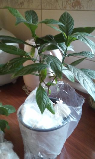 pachistachis Eniko - provizoriu