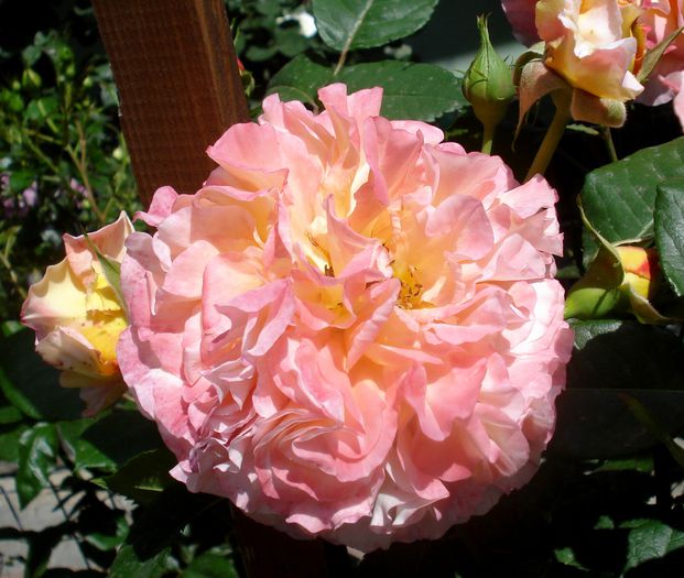Mai 2015 - Augusta Louise