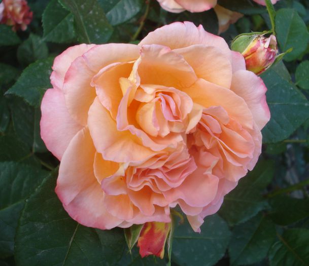Mai 2015 - Augusta Louise