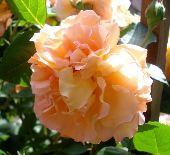 Mai 2015 - Augusta Louise