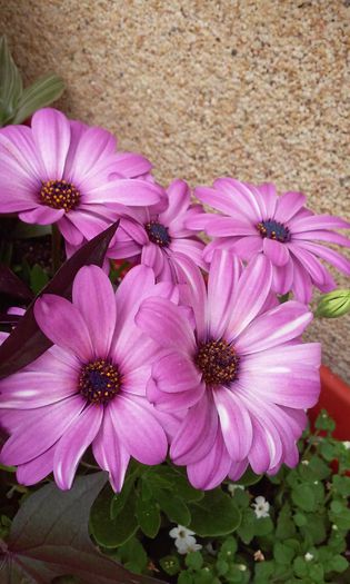 20150524_132543 - mai 2015