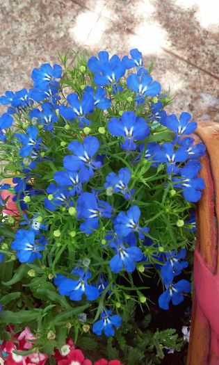 20150524_132459 - mai 2015