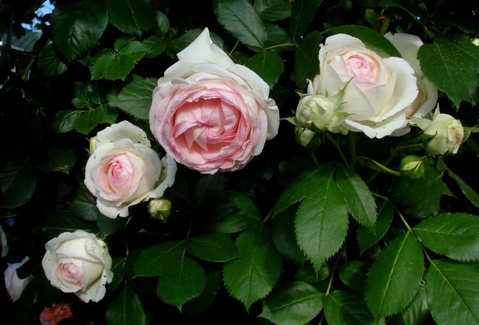 Mai 2015 - Eden Rose - Pierre De Ronsard