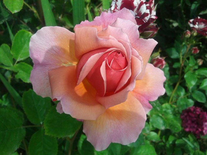 20150526_090732 - English rose -Princess Alexandra of Kent