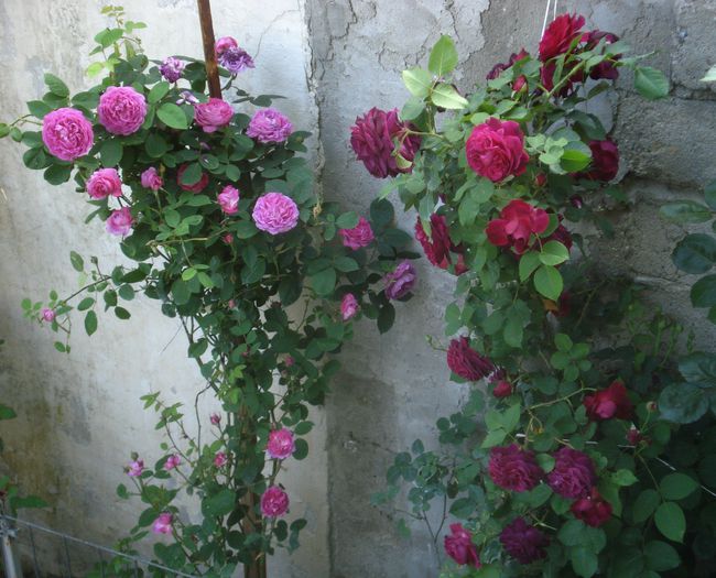 Reine des Violettes si Munstead Wood - Reine des Violettes