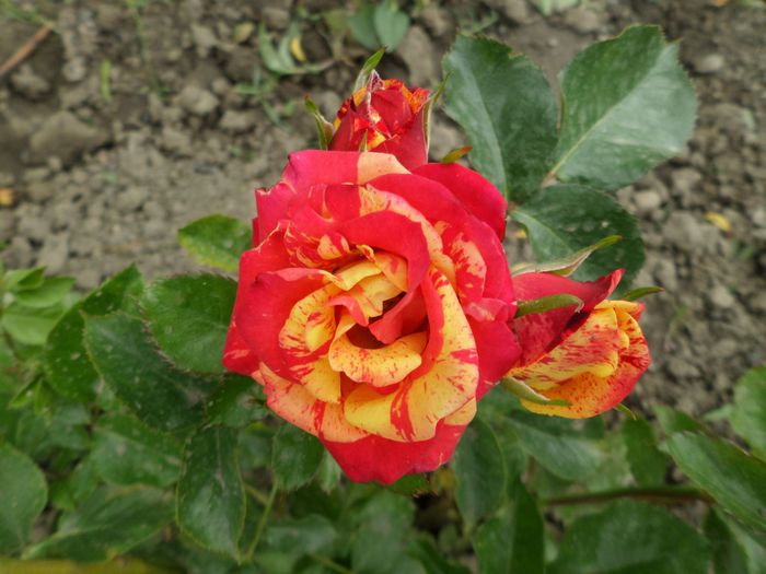 Spray rose Fire Flash - Trandafirii mei 2015