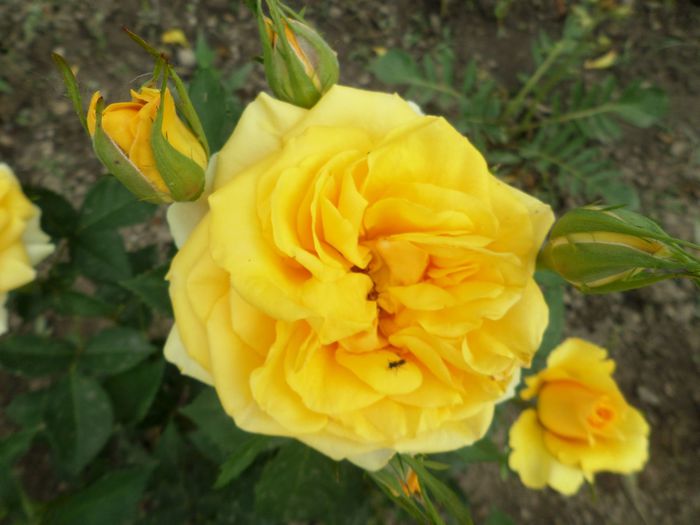 Golden Delight - Trandafirii mei 2015