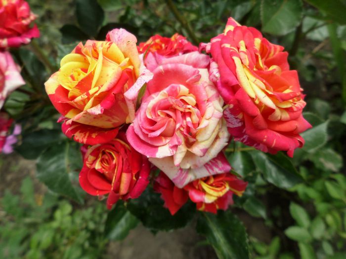 Spray rose Fire Flash - Trandafirii mei 2015
