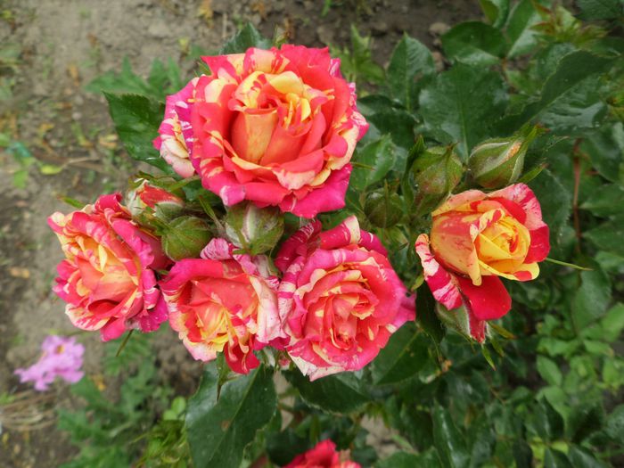 Spray rose Fire Flash