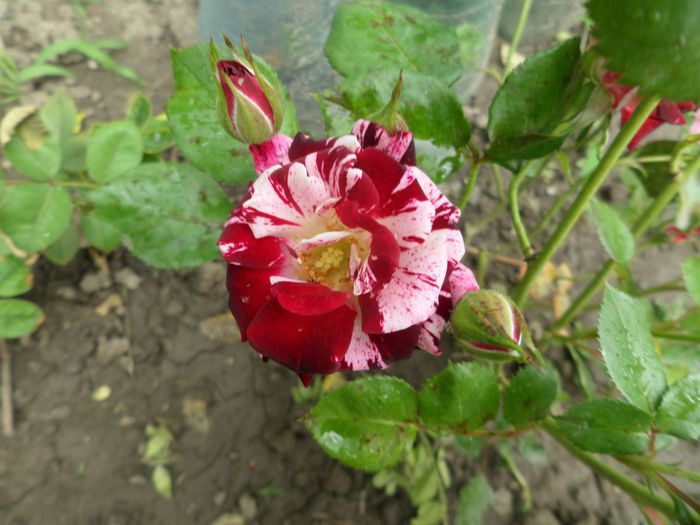 Flash Night spray roses