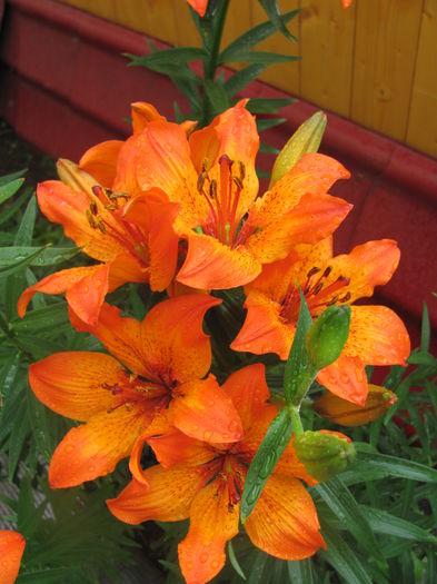 IMG_0472 - Flori 2015