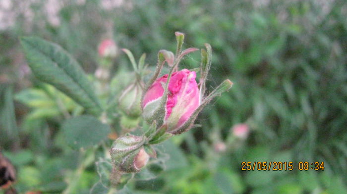 Rosa damascena(de dulceata)