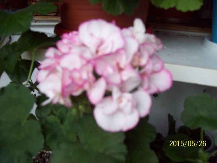 103_4508 - Muscate 2015-2016