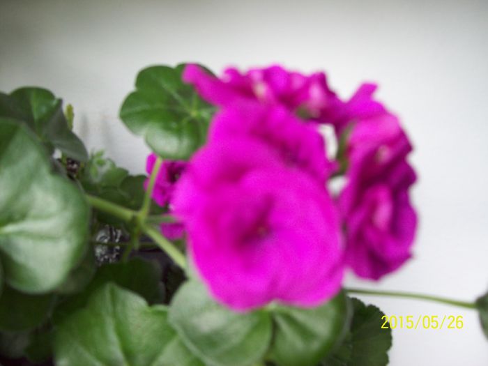 103_4520 - Muscate 2015-2016