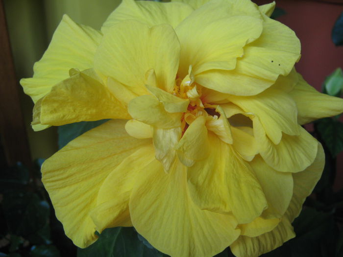 Picture My plants 3378 - Flori 2015