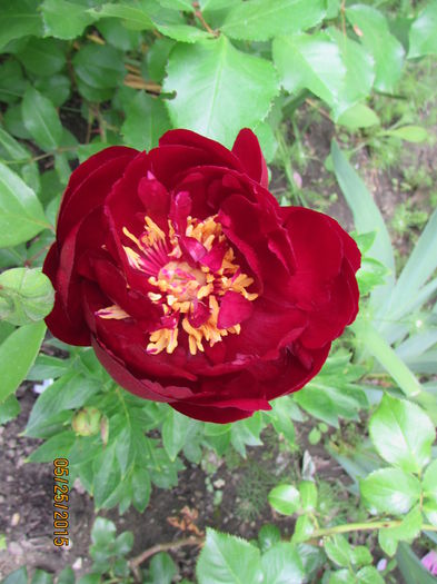 Paeonia Buckeye Belle - primavara 2015