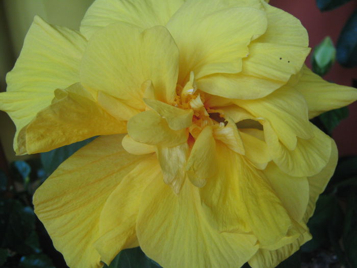 Picture My plants 3383 - Flori 2015