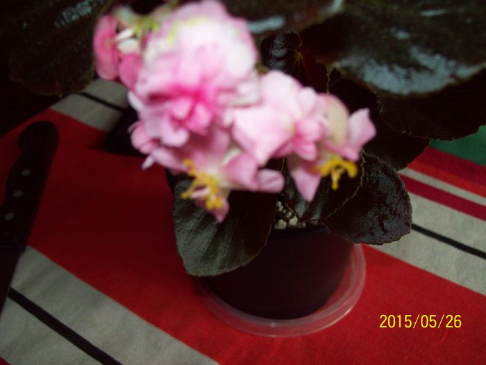 103_4506 - Begonie cu floare roz