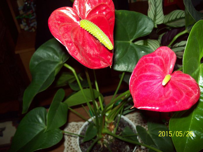 103_4503 - Anthurium